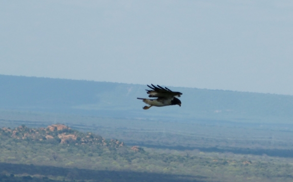 Zdjęcie z Kenii - coś przeleciało nam nad głowami:)