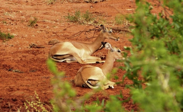 Zdjęcie z Kenii - nasze ostatnie spotkane impale
