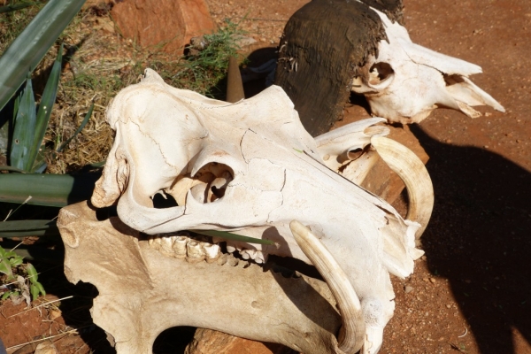 Zdjęcie z Kenii - wyjeżdżamy już niestety z Tsavo