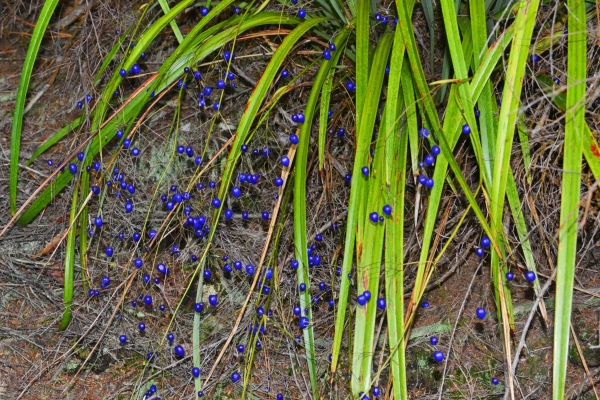 Zdjęcie z Nowej Zelandii - Smurfowe jagody