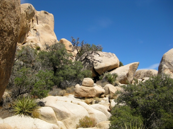 Zdjęcie ze Stanów Zjednoczonych - Joshua Tree N.Park