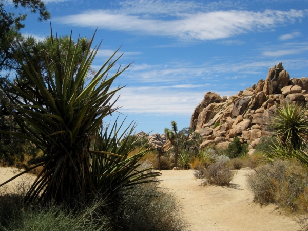 Zdjęcie ze Stanów Zjednoczonych - Joshua Tree N.Park