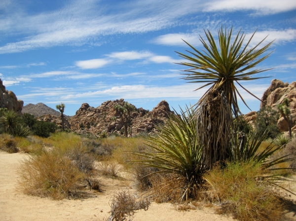 Zdjęcie ze Stanów Zjednoczonych - Joshua Tree N.Park