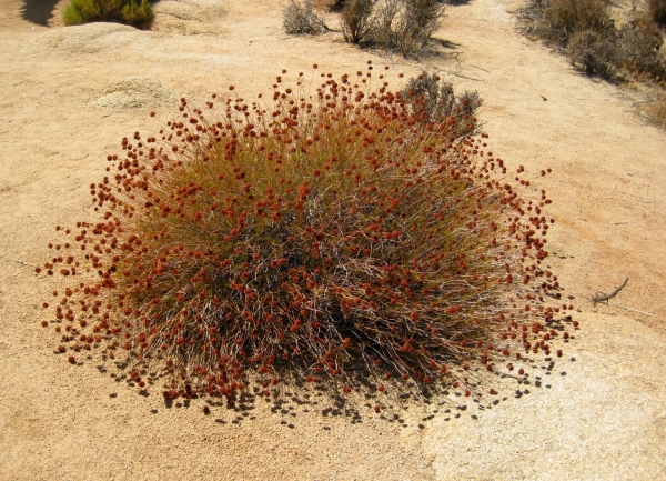 Zdjęcie ze Stanów Zjednoczonych - Joshua Tree N.Park