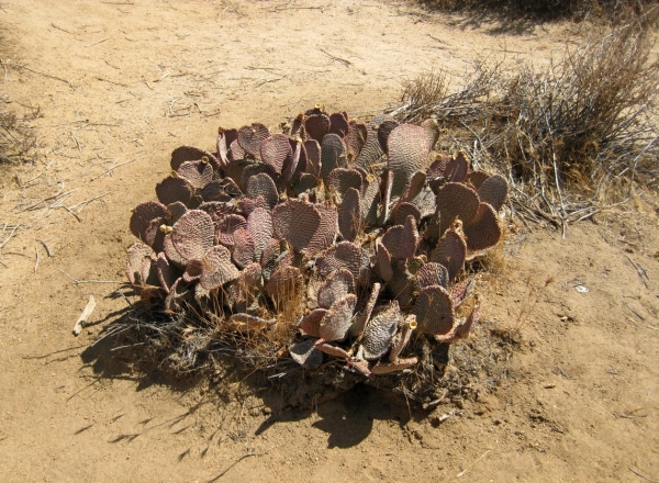 Zdjęcie ze Stanów Zjednoczonych - Joshua Tree N.Park