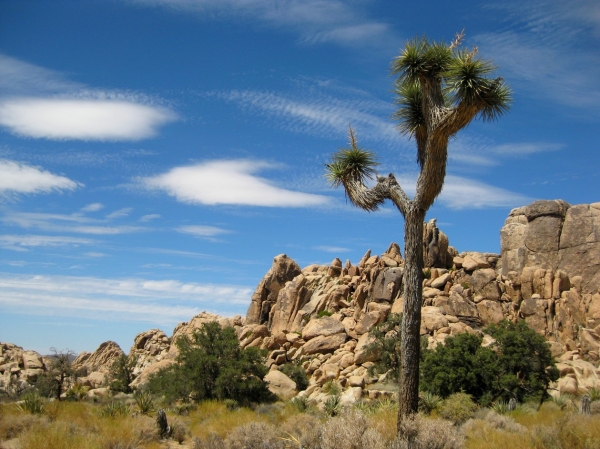 Zdjęcie ze Stanów Zjednoczonych - Joshua Tree N.Park