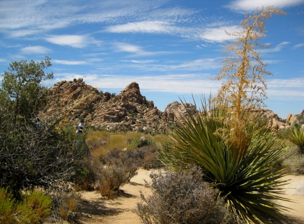 Zdjęcie ze Stanów Zjednoczonych - Joshua Tree N.Park