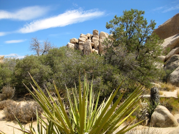 Zdjęcie ze Stanów Zjednoczonych - Joshua Tree N.Park