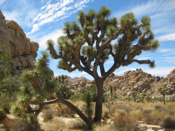 Zdjęcie ze Stanów Zjednoczonych - Joshua Tree N.Park