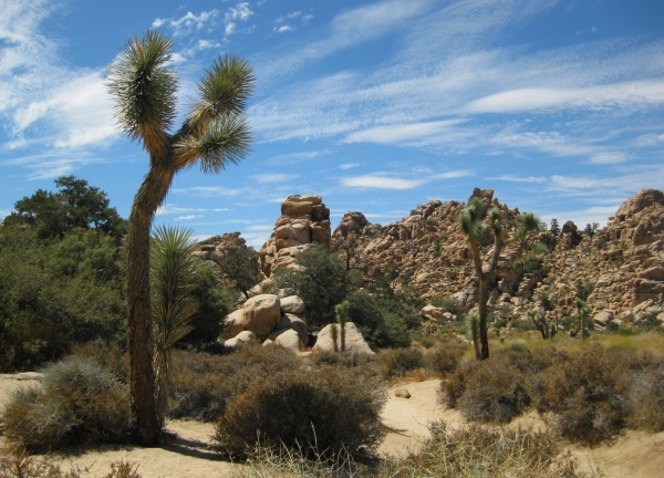 Zdjęcie ze Stanów Zjednoczonych - Joshua Tree N.Park
