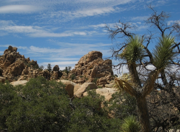 Zdjęcie ze Stanów Zjednoczonych - Joshua Tree N.Park