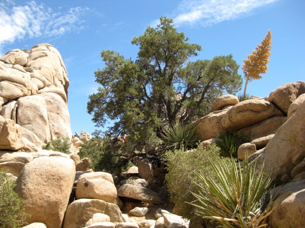 Zdjęcie ze Stanów Zjednoczonych - Joshua Tree N.Park