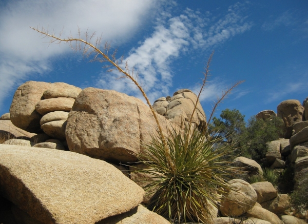Zdjęcie ze Stanów Zjednoczonych - Joshua Tree N.Park
