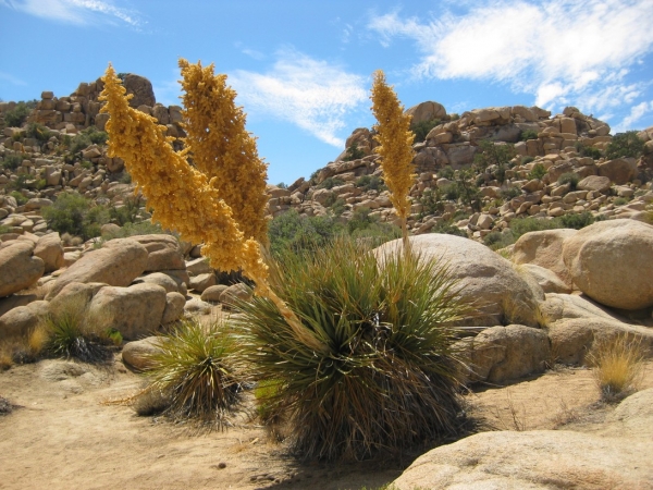Zdjęcie ze Stanów Zjednoczonych - Joshua Tree N.Park