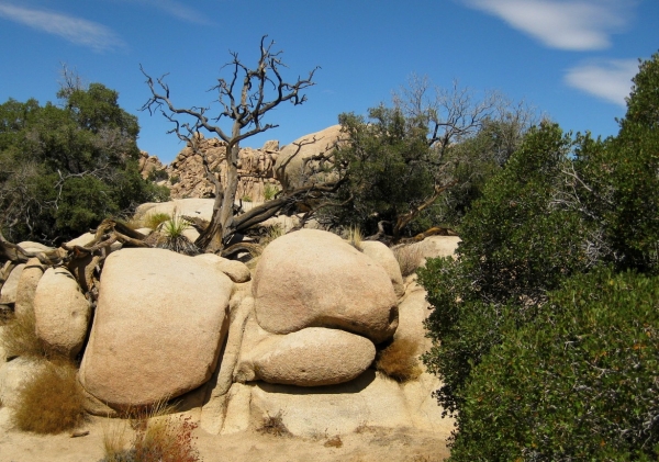 Zdjęcie ze Stanów Zjednoczonych - Joshua Tree N.Park