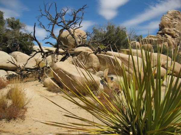 Zdjęcie ze Stanów Zjednoczonych - Joshua Tree N.Park