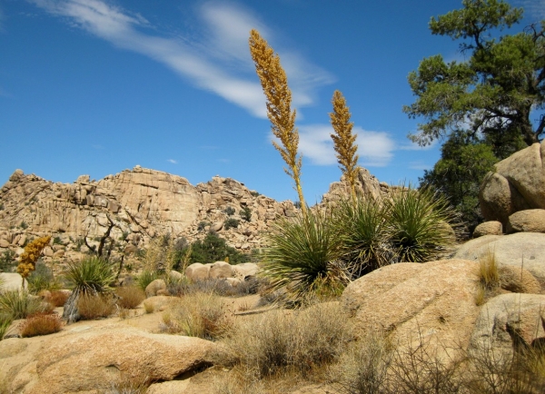 Zdjęcie ze Stanów Zjednoczonych - Joshua Tree N.Park