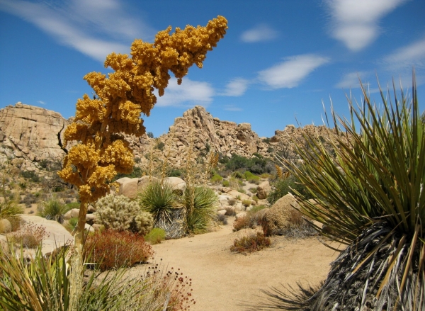 Zdjęcie ze Stanów Zjednoczonych - Joshua Tree N.Park