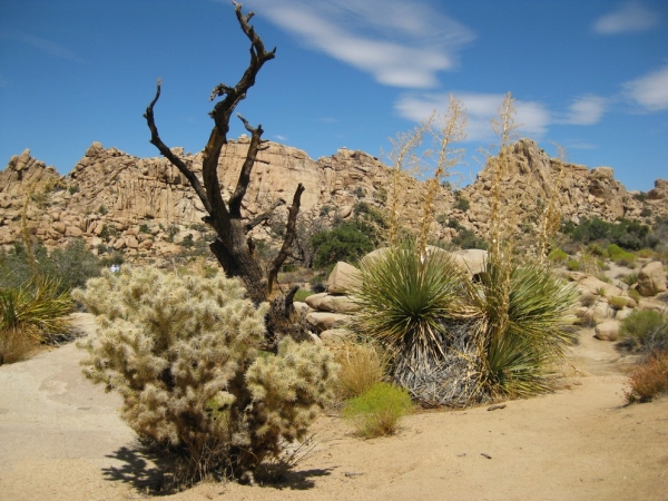 Zdjęcie ze Stanów Zjednoczonych - Joshua Tree N.Park