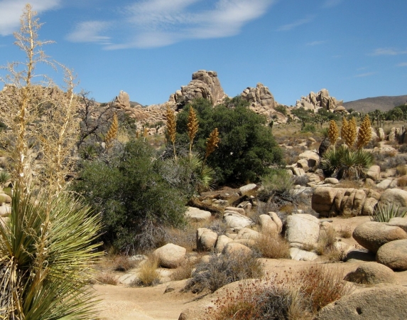 Zdjęcie ze Stanów Zjednoczonych - Joshua Tree N.Park