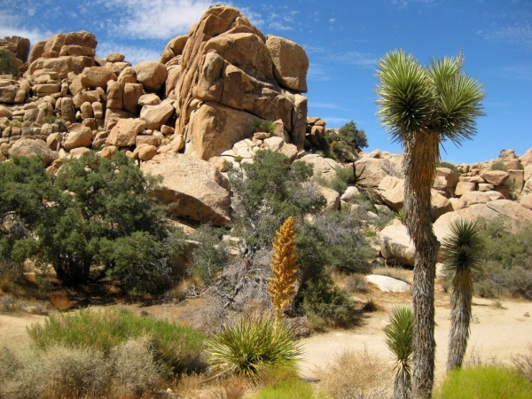 Zdjęcie ze Stanów Zjednoczonych - Joshua Tree N.Park