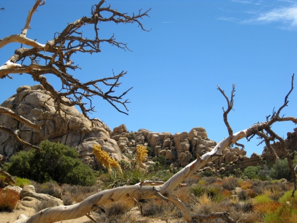 Zdjęcie ze Stanów Zjednoczonych - Joshua Tree N.Park