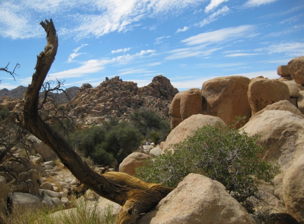 Zdjęcie ze Stanów Zjednoczonych - Joshua Tree N.Park