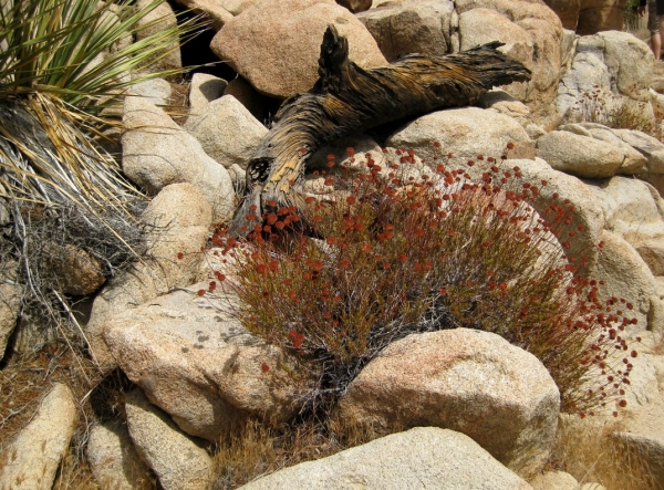 Zdjęcie ze Stanów Zjednoczonych - Joshua Tree N.Park