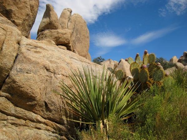 Zdjęcie ze Stanów Zjednoczonych - Joshua Tree N.Park