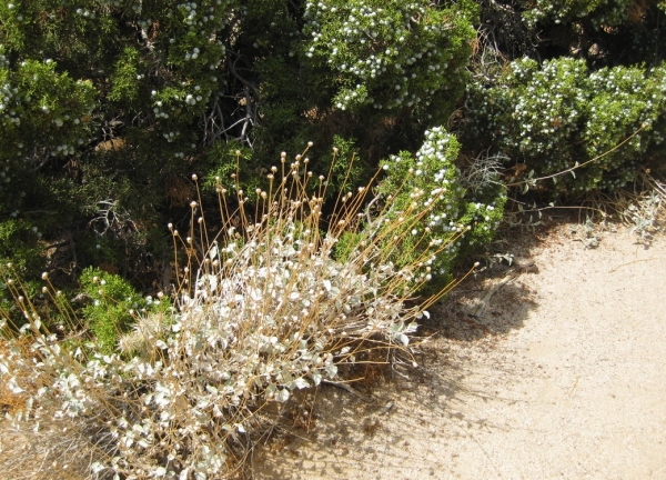 Zdjęcie ze Stanów Zjednoczonych - Joshua Tree N.Park