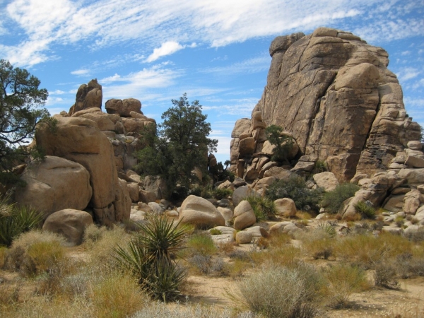 Zdjęcie ze Stanów Zjednoczonych - Joshua Tree N.Park