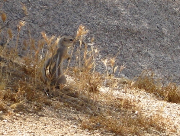 Zdjęcie ze Stanów Zjednoczonych - Joshua Tree N.Park
