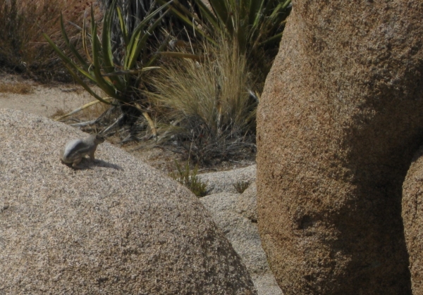 Zdjęcie ze Stanów Zjednoczonych - Joshua Tree N.Park