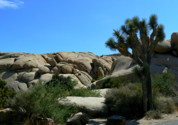 Zdjęcie ze Stanów Zjednoczonych - Joshua Tree N.Park