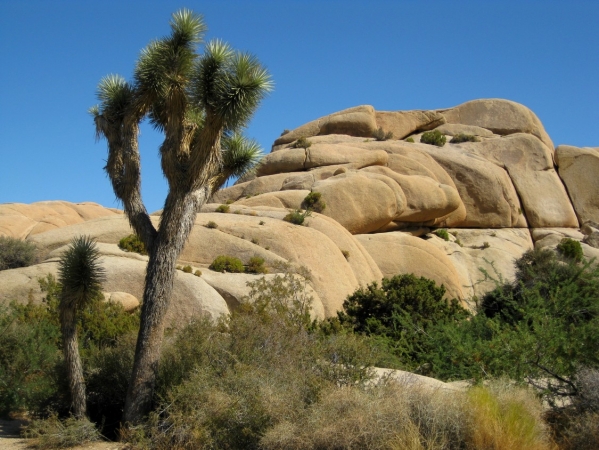 Zdjęcie ze Stanów Zjednoczonych - Joshua Tree N.Park