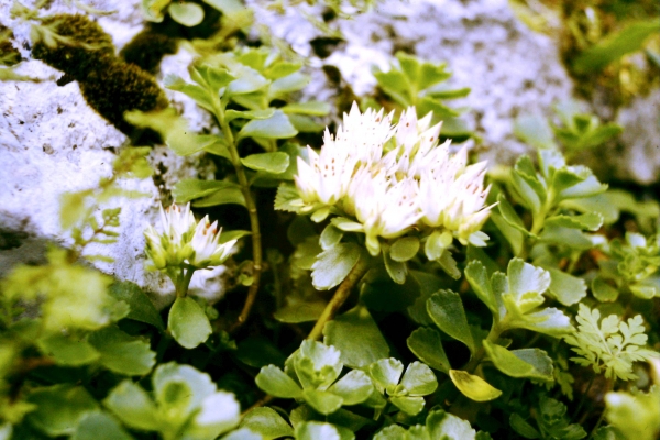 Zdjęcie z Polski - jurajska flora