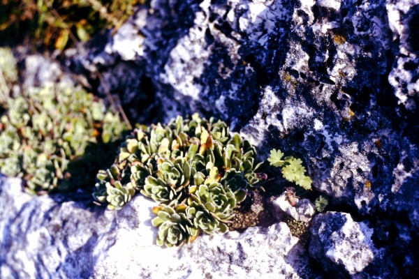 Zdjęcie z Polski - jurajska flora