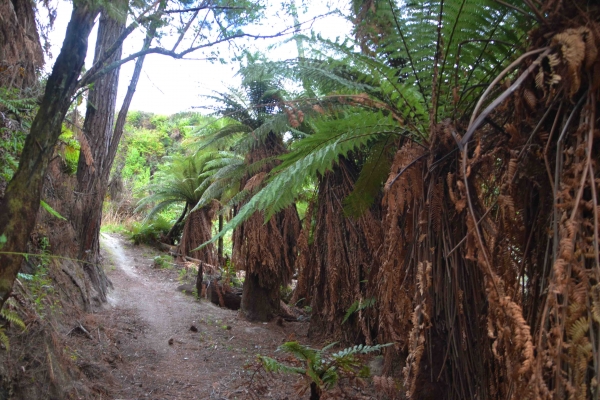 Zdjęcie z Nowej Zelandii - Szlak wzdloz Goracego Strumienia, okolice Taupo