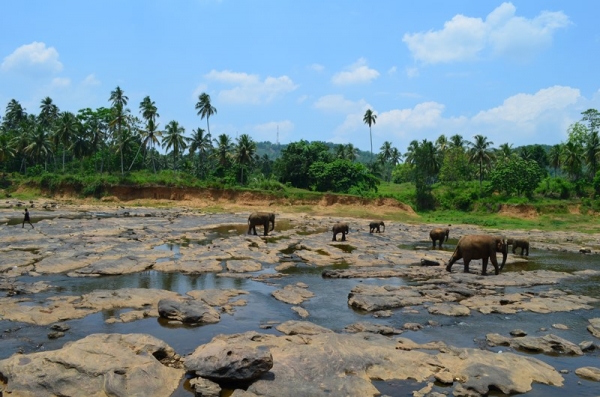 Zdjęcie ze Sri Lanki - PINNAWALA-sierociniec dla sloni