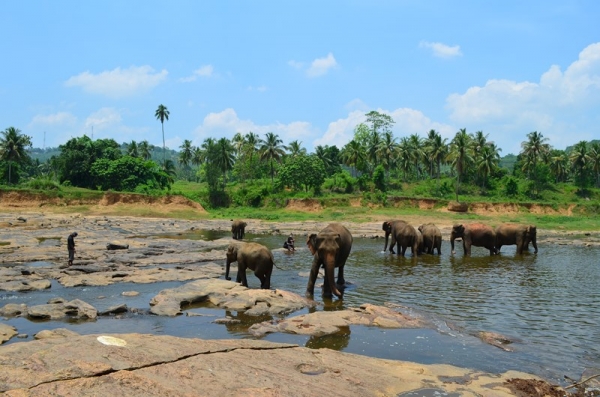 Zdjęcie ze Sri Lanki - PINNAWALA-sierociniec dla sloni