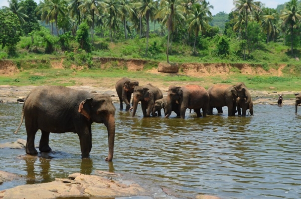 Zdjęcie ze Sri Lanki - PINNAWALA-sierociniec dla sloni