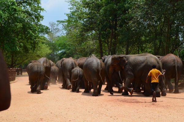 Zdjęcie ze Sri Lanki - PINNAWALA-sierociniec dla sloni