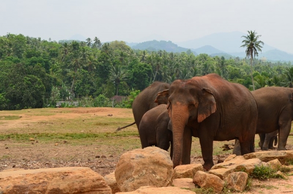 Zdjęcie ze Sri Lanki - PINNAWALA-sierociniec dla sloni