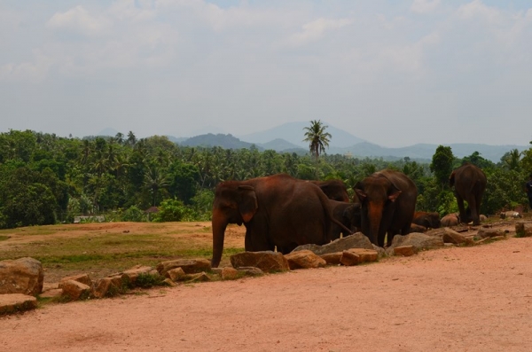 Zdjęcie ze Sri Lanki - PINNAWALA-sierociniec dla sloni