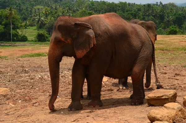 Zdjęcie ze Sri Lanki - PINNAWALA-sierociniec dla sloni