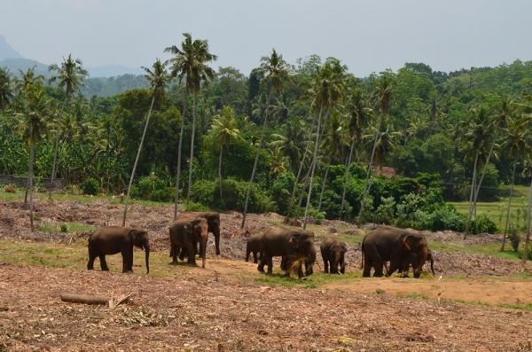 Zdjęcie ze Sri Lanki - PINNAWALA-sierociniec dla sloni