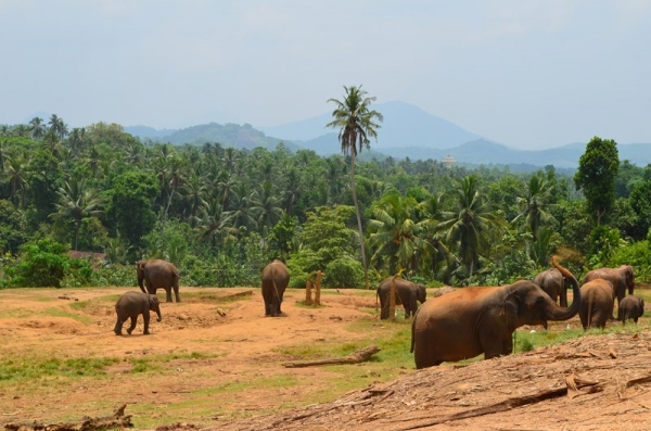 Zdjęcie ze Sri Lanki - PINNAWALA-sierociniec dla sloni