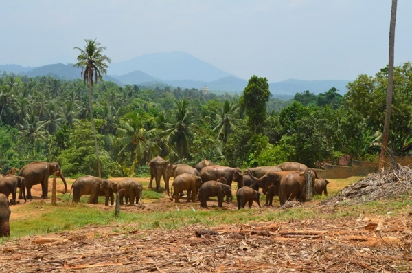 Zdjęcie ze Sri Lanki - PINNAWALA-sierociniec dla sloni
