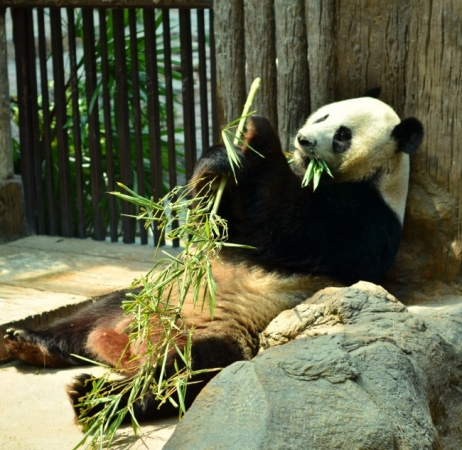 Zdjęcie z Tajlandii - Panda w Zoo Chiang Mai