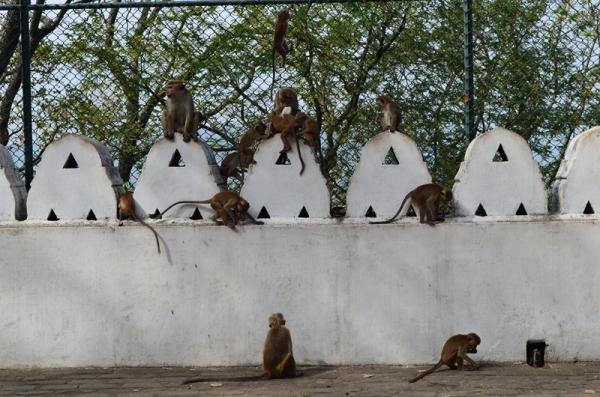 Zdjęcie ze Sri Lanki - DAMBULLA